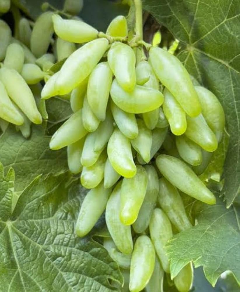 Sweet green grapes growing from wholesale fruiting seeds in lush clusters